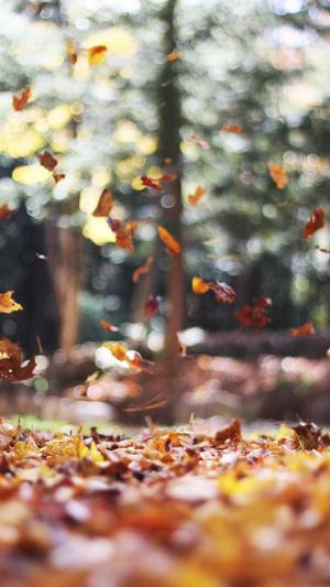 泛站群_零距离泛目录截图3