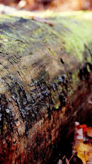 企业移动网站建设截图1